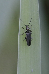 Oedemera lurida