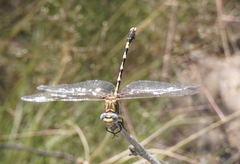 Progomphus borealis