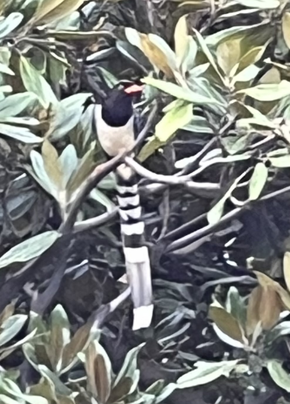 Red-billed Blue Magpie