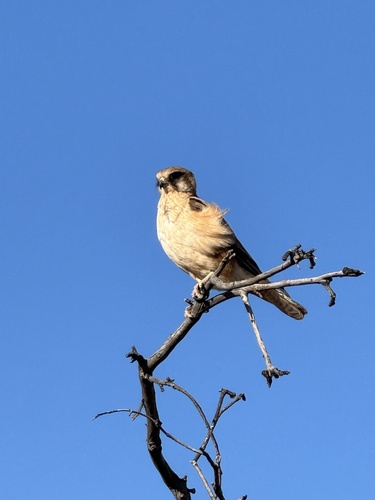 Brown Falcon