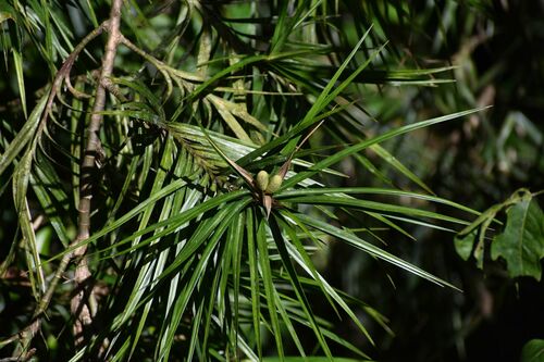 Image of Freycinetia excelsa by (c) Wairambar Rainforest, some rights reserved (CC BY)