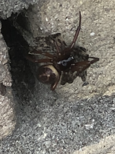 Noble False Widow, Putten, Spijkenisse, South Holland, NL, photo 7 of 10