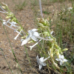 Ipomopsis aggregata candida