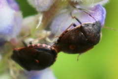 Holcostethus tristis