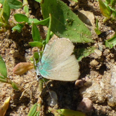 Callophrys affinis