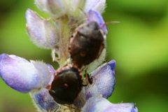 Holcostethus tristis