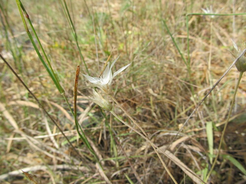 Catananche lutea, photograph 3
