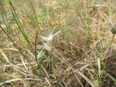 Catananche lutea, photograph (c) zebedeugalinha, some rights reserved (CC BY)