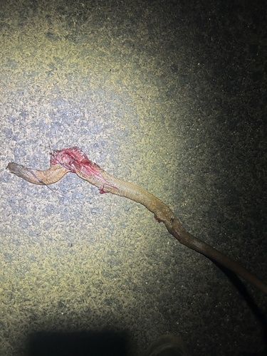 Blue-bellied Black Snake sighting