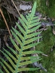 Polypodium glycyrrhiza