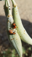 Lygaeus kalmii