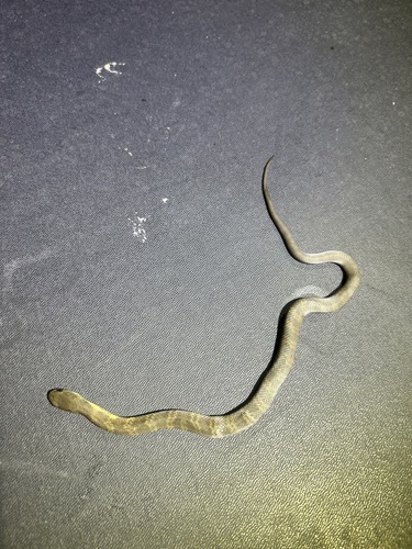 Tiger Snake sighting