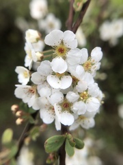 Spiraea prunifolia pseudoprunifolia