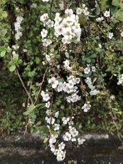 Spiraea prunifolia pseudoprunifolia