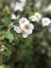 Spiraea prunifolia pseudoprunifolia