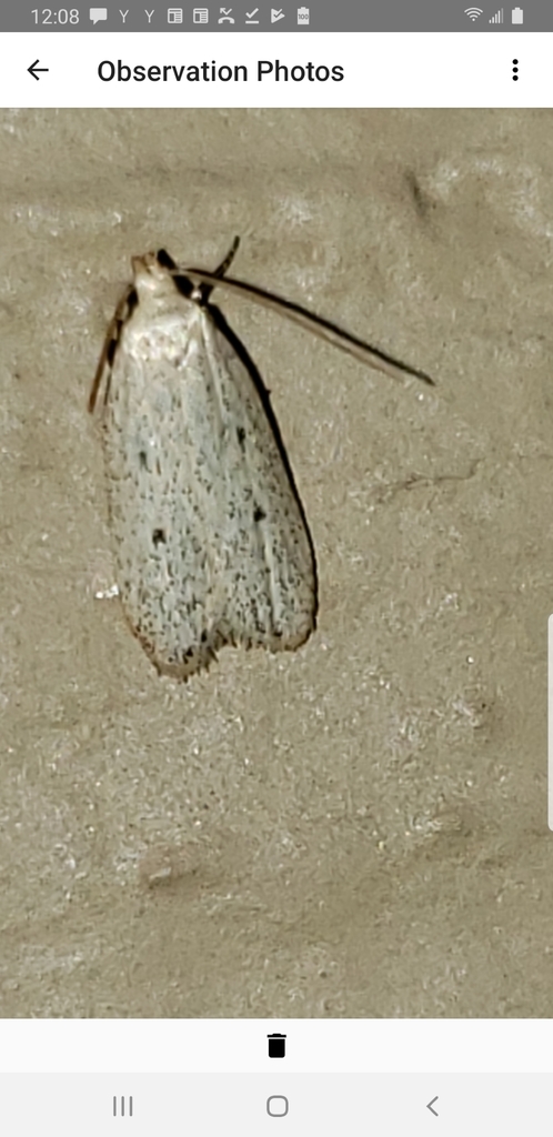 Glyphidocera dimorphella