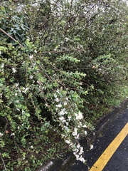 Spiraea prunifolia pseudoprunifolia