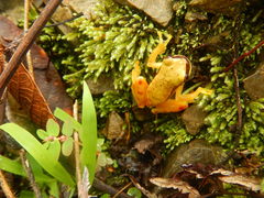 Dendropsophus rhodopeplus