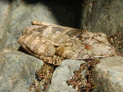 Boana appendiculata