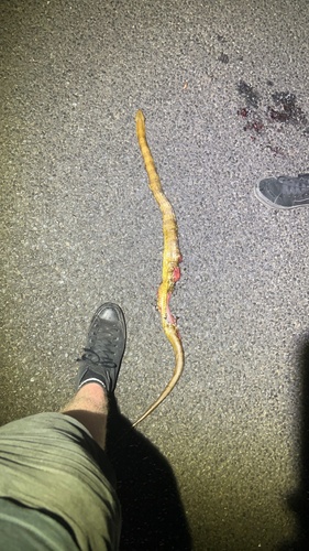 Tiger Snake sighting