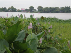 Pontederia sagittata
