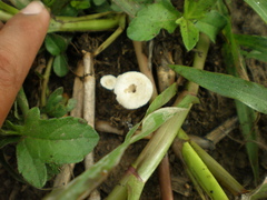 Fungi