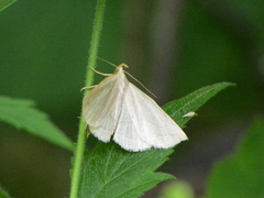 Zanclognatha pedipilalis