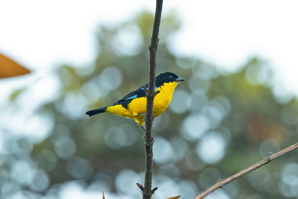 Blue-winged Mountain-Tanager (Bolivian)