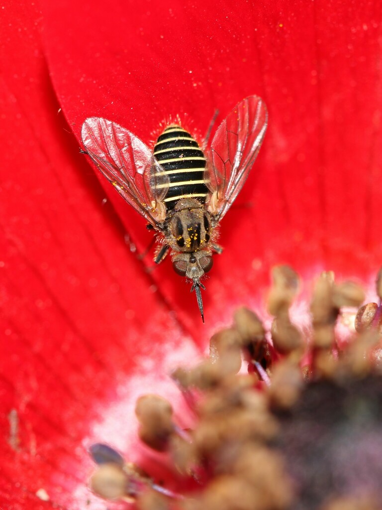 Parageron