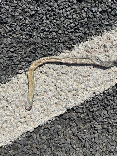 Eastern Brown Snake sighting