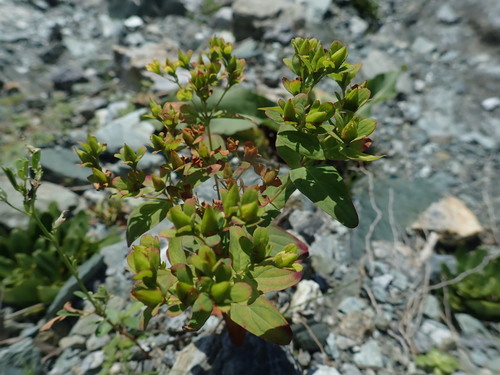 Hypericum sampsonii iNat (1)
