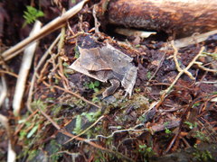 Hemiphractus scutatus