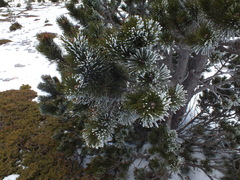 Pinus uncinata