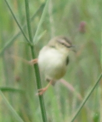 Prinia