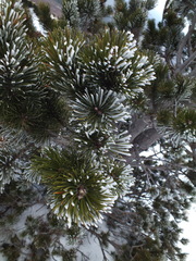 Pinus uncinata