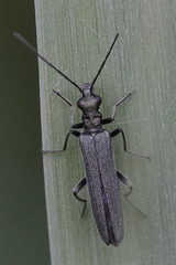 Oedemera lurida