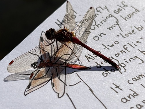 Autumn Meadowhawk photographed in Michigan