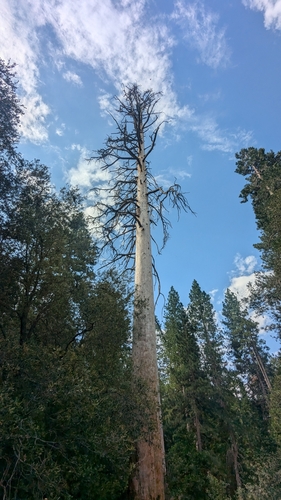 iNaturalist observation photo of conifers