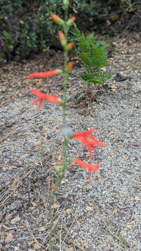 iNaturalist observation photo of San Gabriel beardtongue