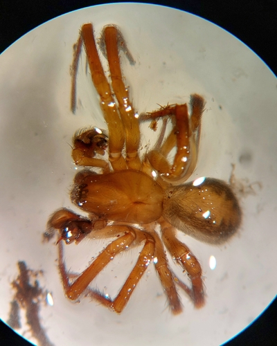 Cybaeopsis tibialis