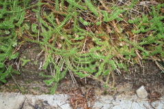 Lateristachys lateralis