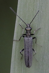Oedemera lurida