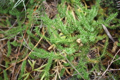 Lateristachys lateralis