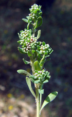 Corrigiola palaestina