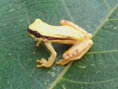 Dendropsophus rhodopeplus