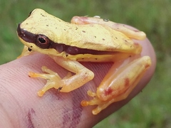 Dendropsophus rhodopeplus