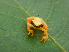 Dendropsophus rhodopeplus