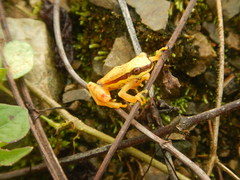 Dendropsophus rhodopeplus