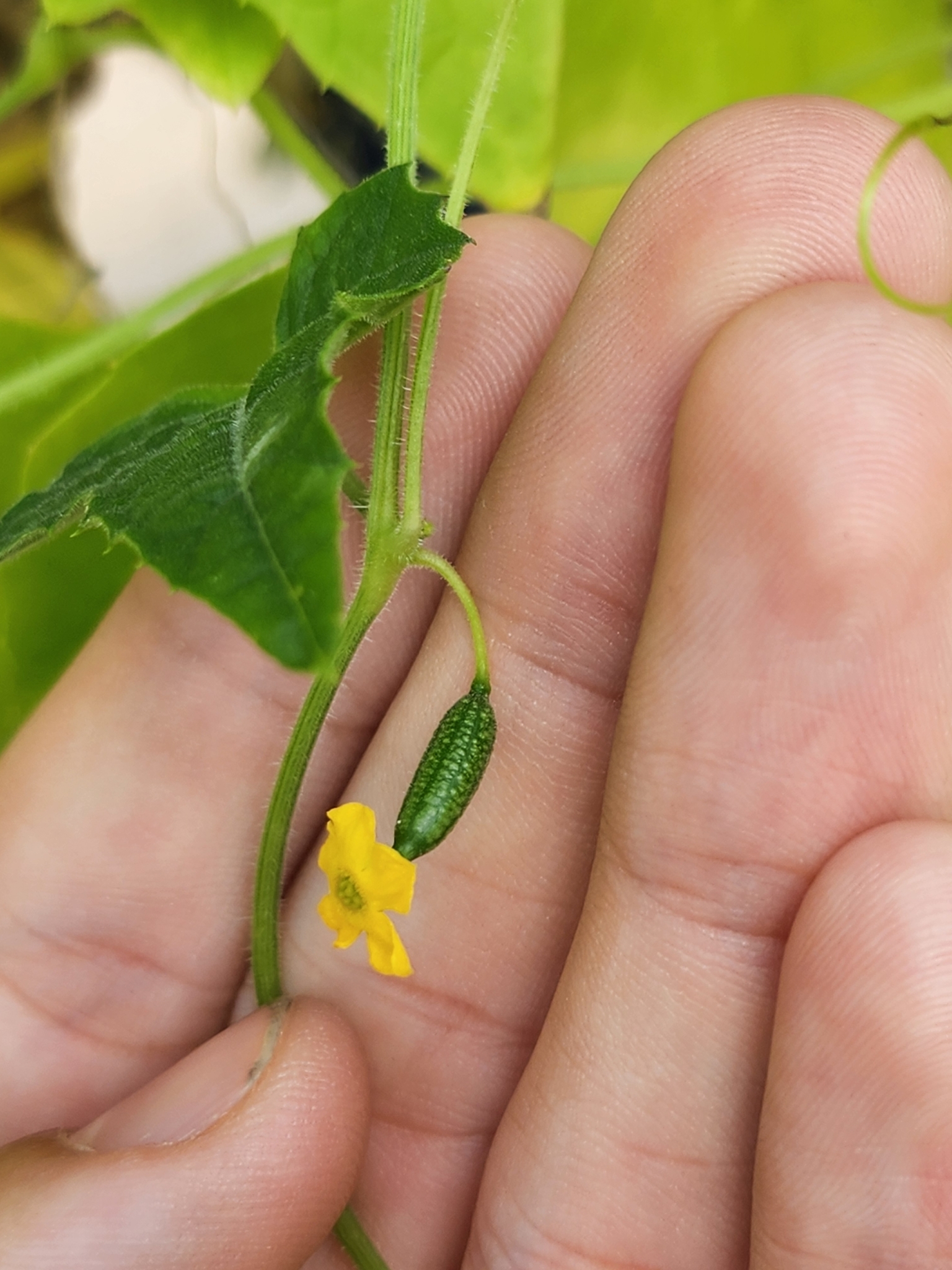 Imagem de Pepino-do-mato