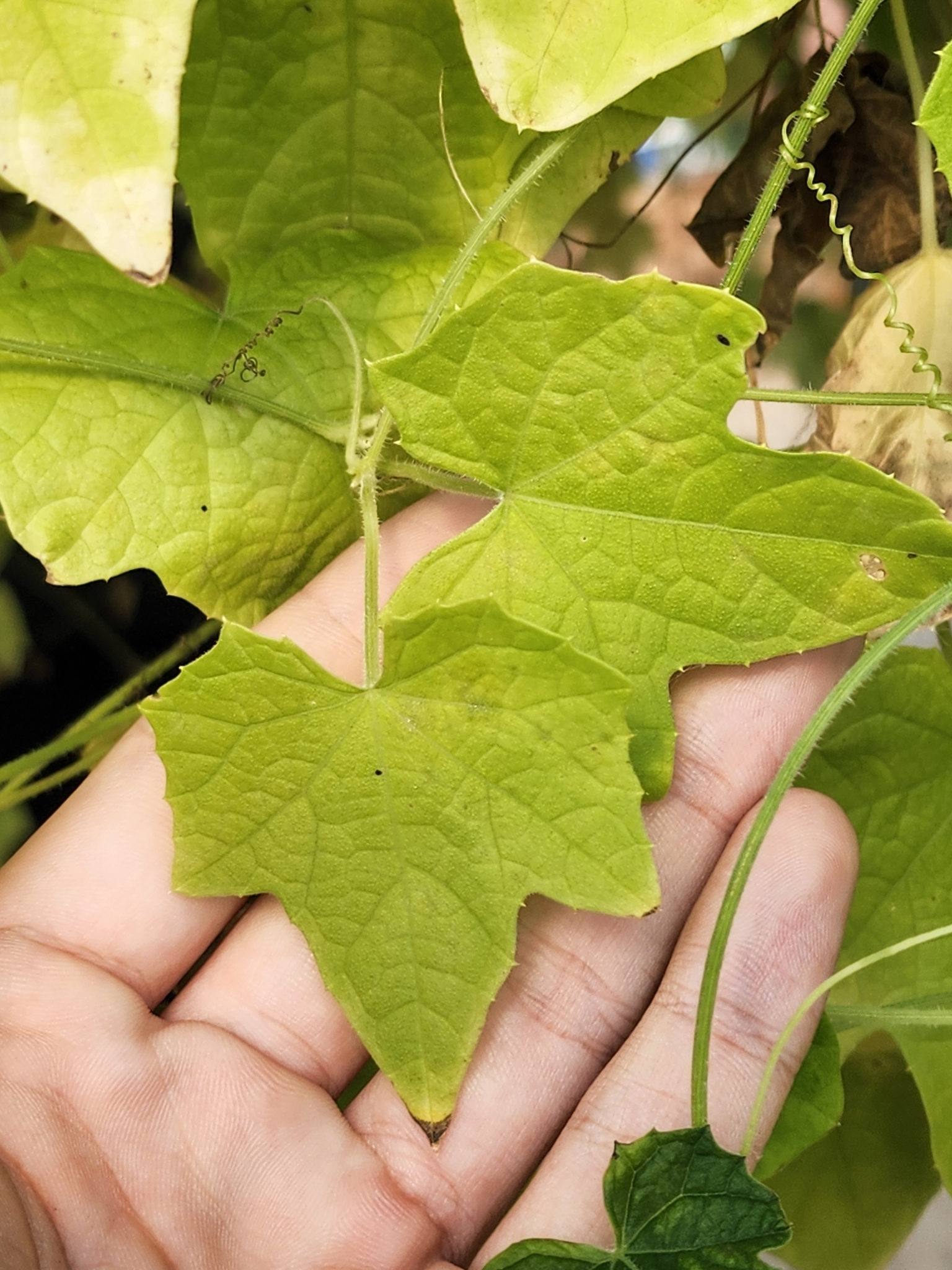 Imagem de Pepino-do-mato